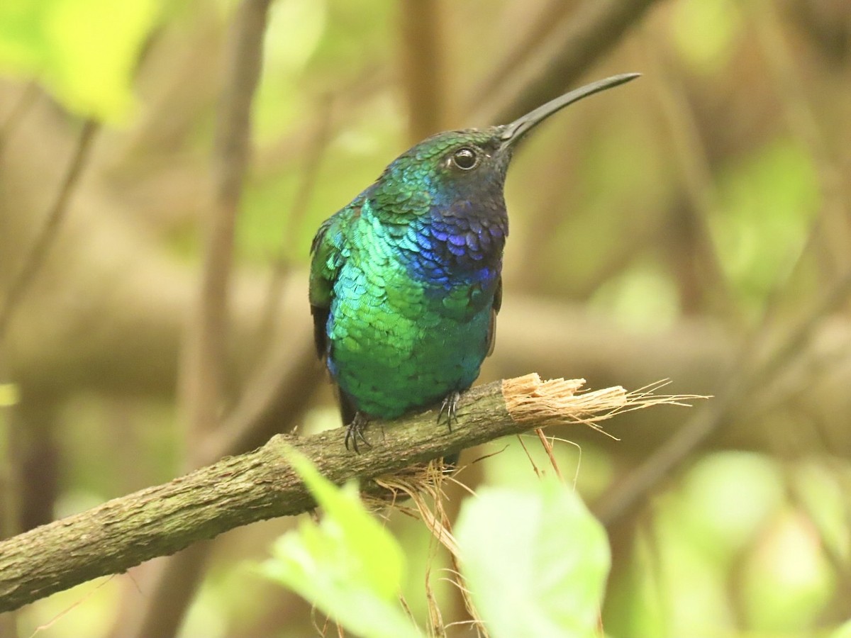 Santa Marta Sabrewing - ML631643849