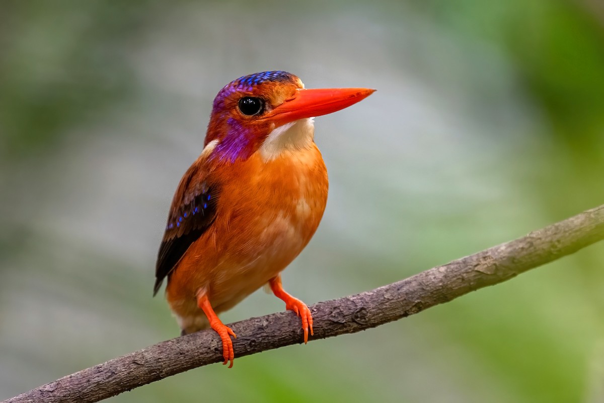 Sulawesi Dwarf-Kingfisher - ML631644121