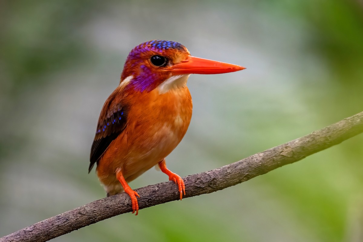 Sulawesi Dwarf-Kingfisher - ML631644122