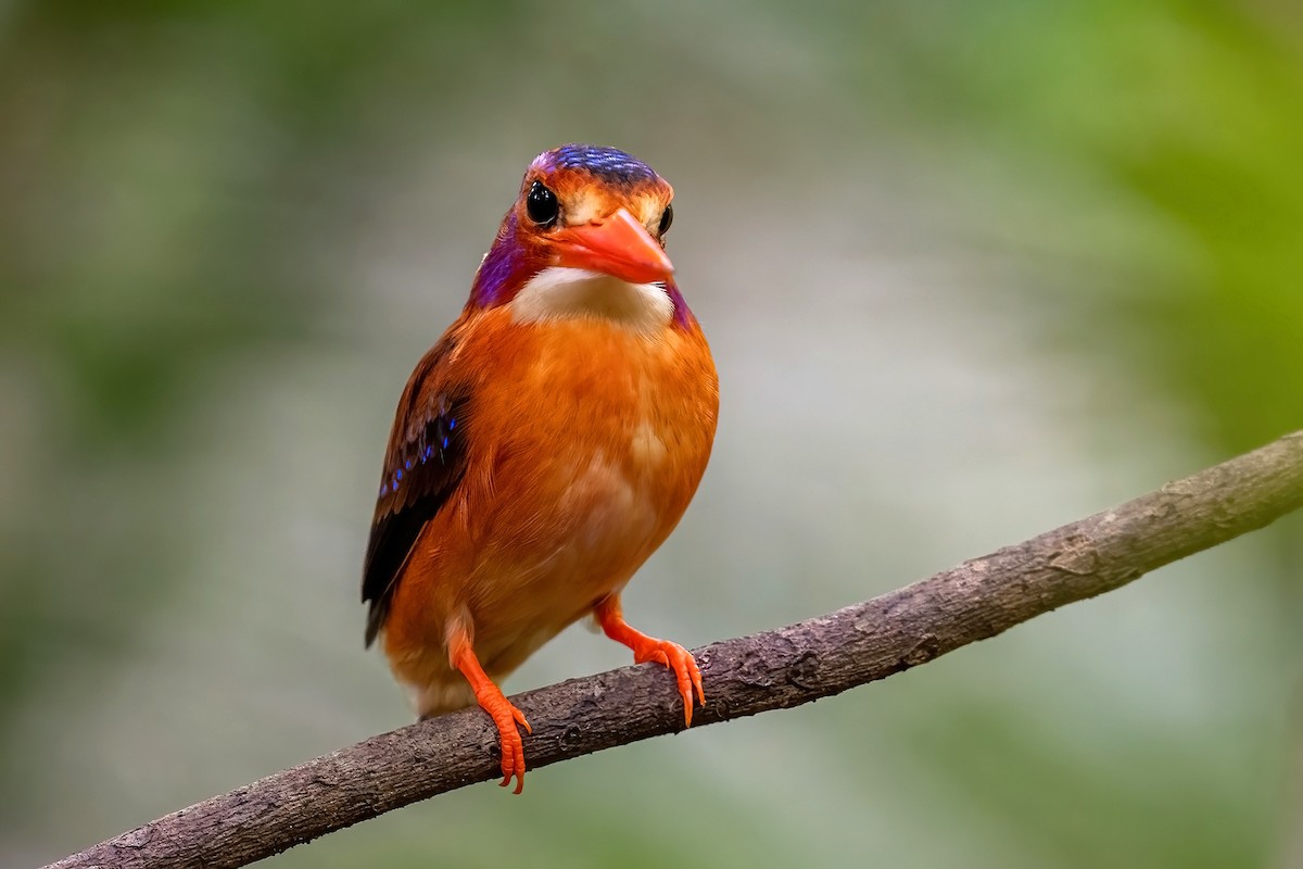Sulawesi Dwarf-Kingfisher - ML631644123