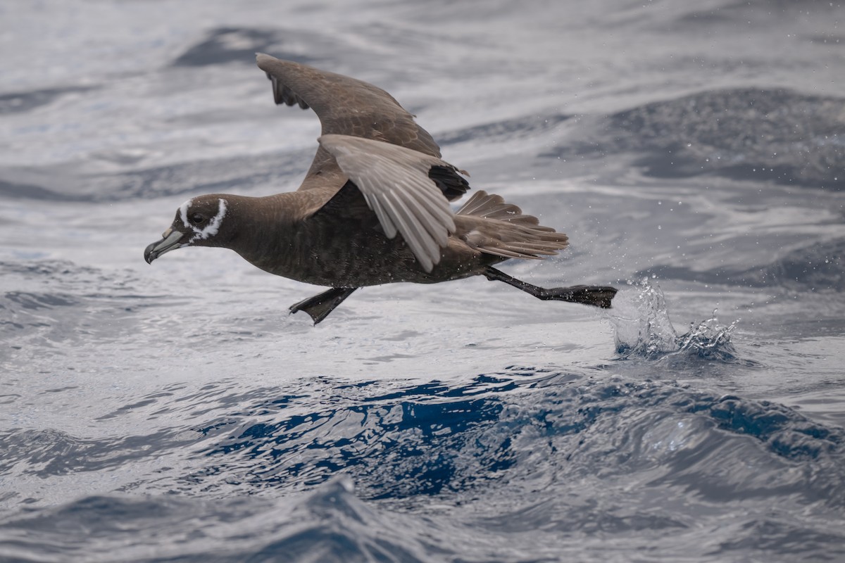 Spectacled Petrel - ML631644263