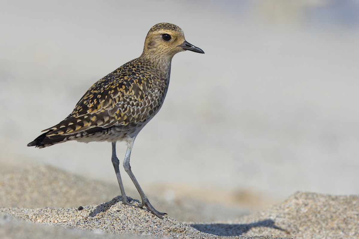Pacific Golden-Plover - ML631644293