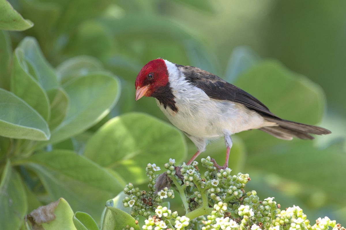 Yellow-billed Cardinal - ML631644296