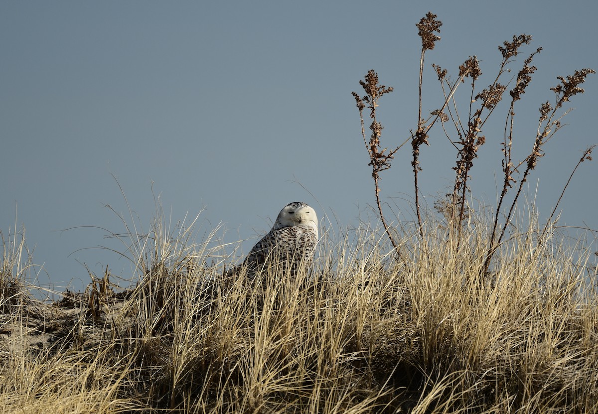 Snowy Owl - ML631644402