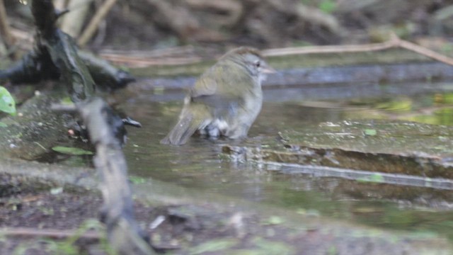 Olive Sparrow (Olive) - ML631644574