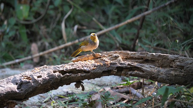 Stripe-throated Bulbul - ML631644624