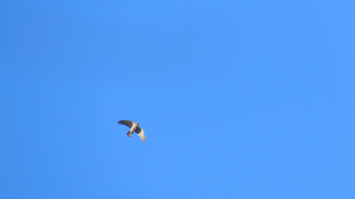 Cooper's Hawk - ML631644715