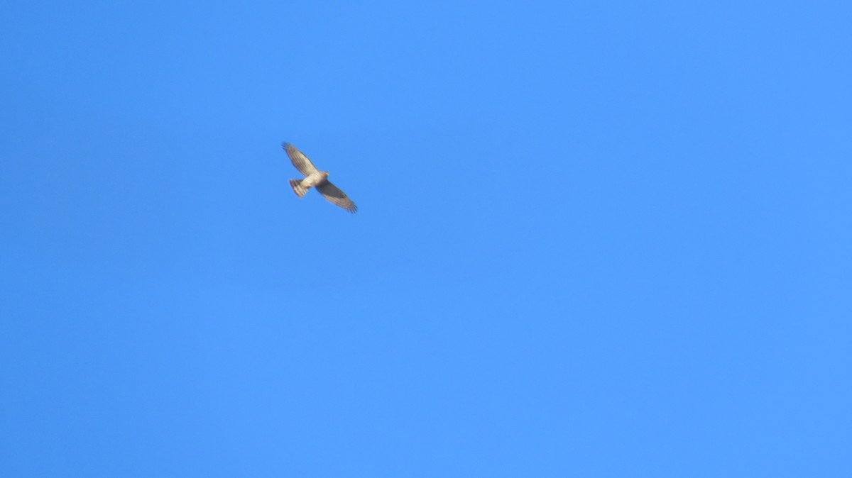 Cooper's Hawk - ML631644718