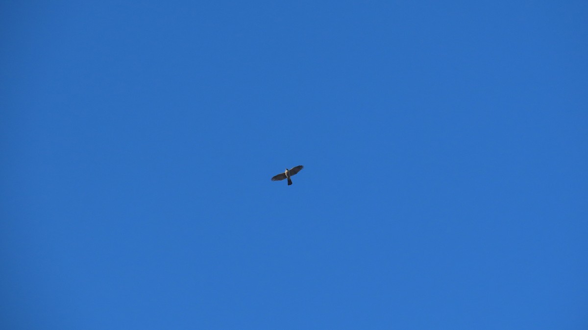 Cooper's Hawk - ML631644764