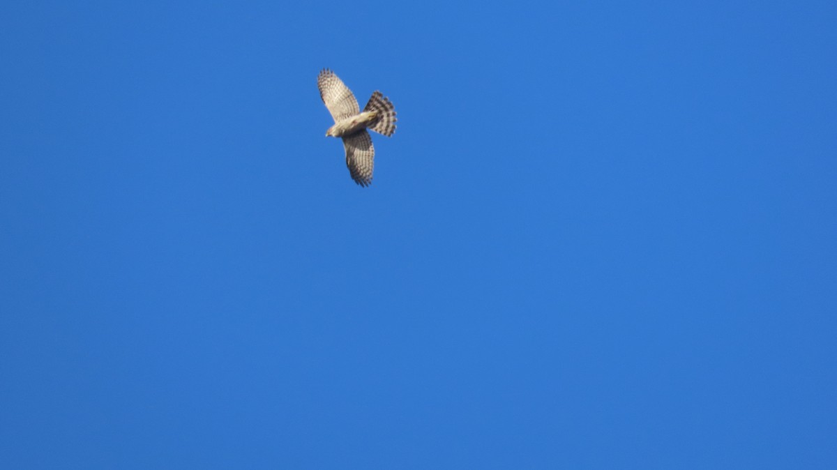 Cooper's Hawk - ML631644787