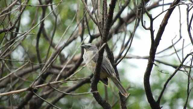Bluish-gray Saltator - ML631644792