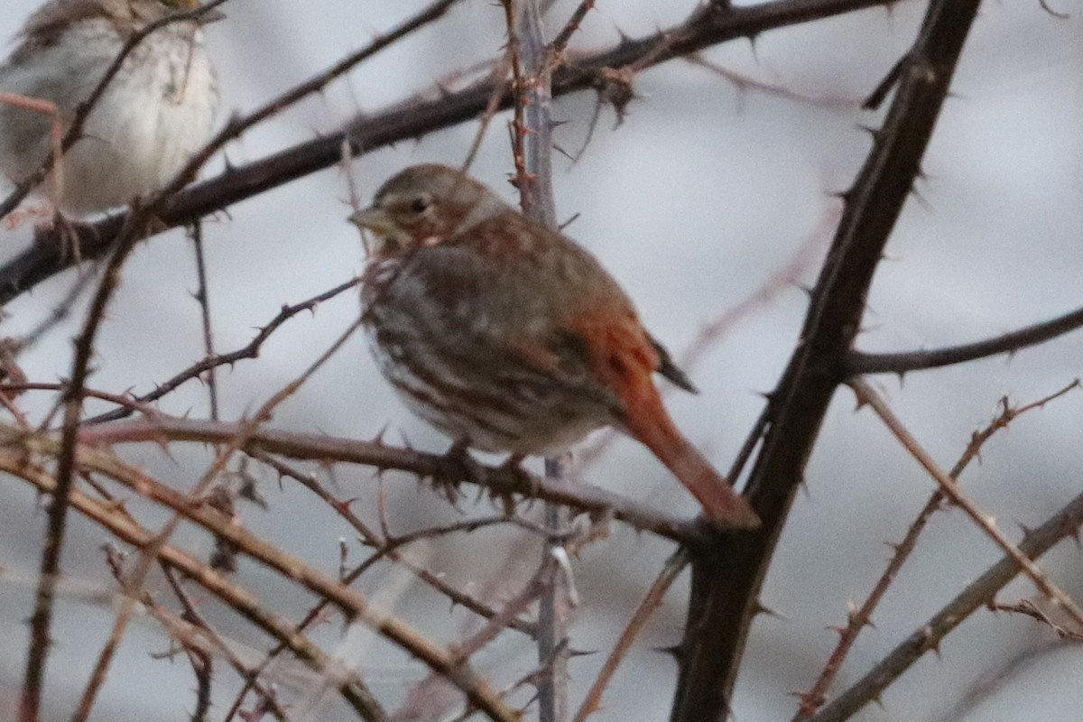 Fox Sparrow (Red) - ML631644967