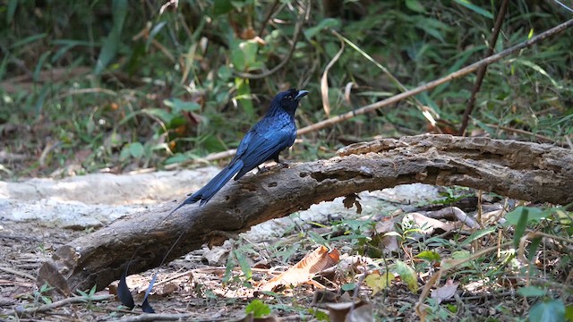 カザリオウチュウ - ML631644970