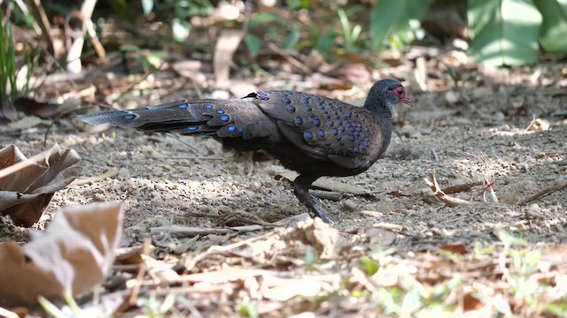 Germain's Peacock-Pheasant - ML631644984