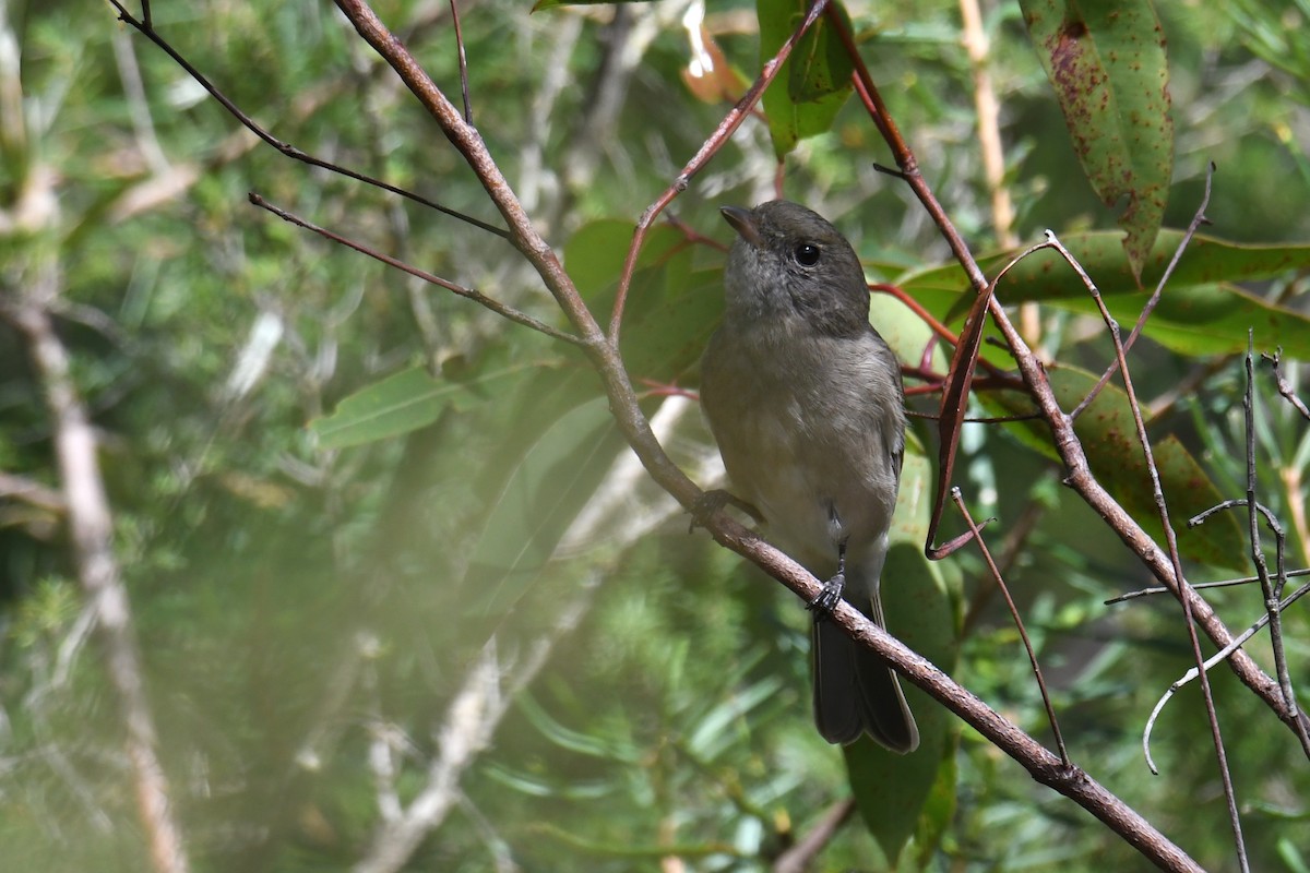 Golden Whistler - ML631644994