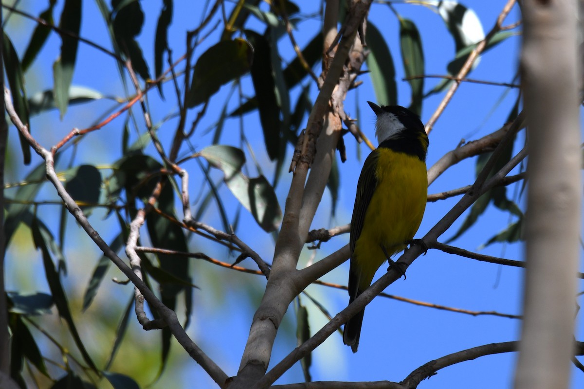 Golden Whistler - ML631644995