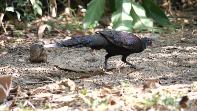 Germain's Peacock-Pheasant - ML631644997