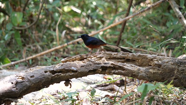White-rumped Shama - ML631645027