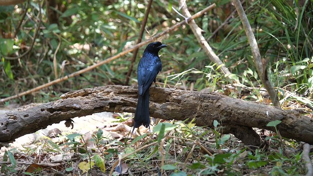 カザリオウチュウ - ML631645041