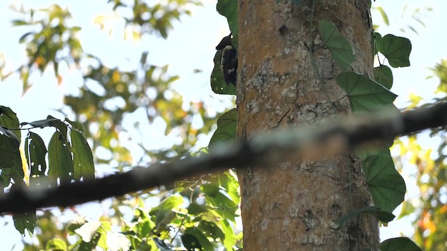 Black-and-buff Woodpecker - ML631645044