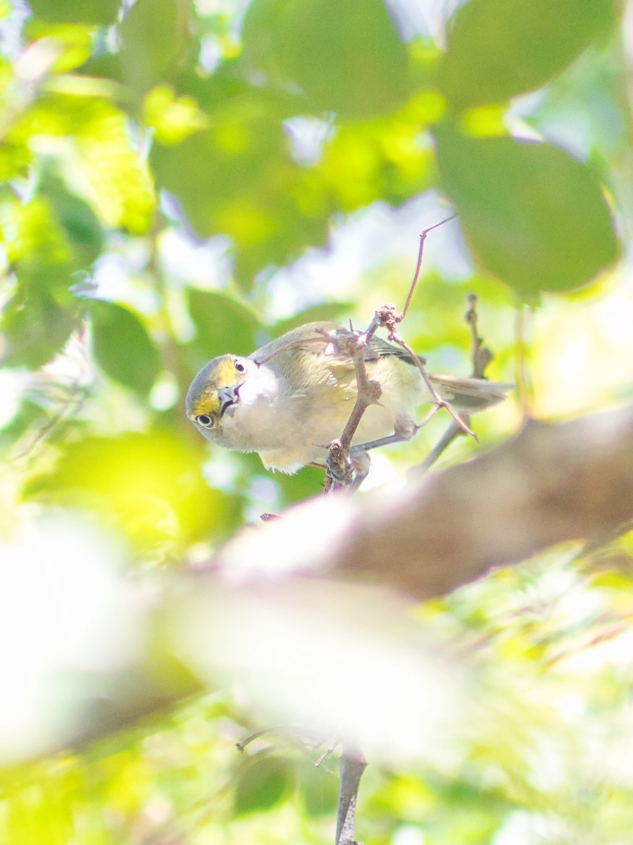 White-eyed Vireo - ML631645054