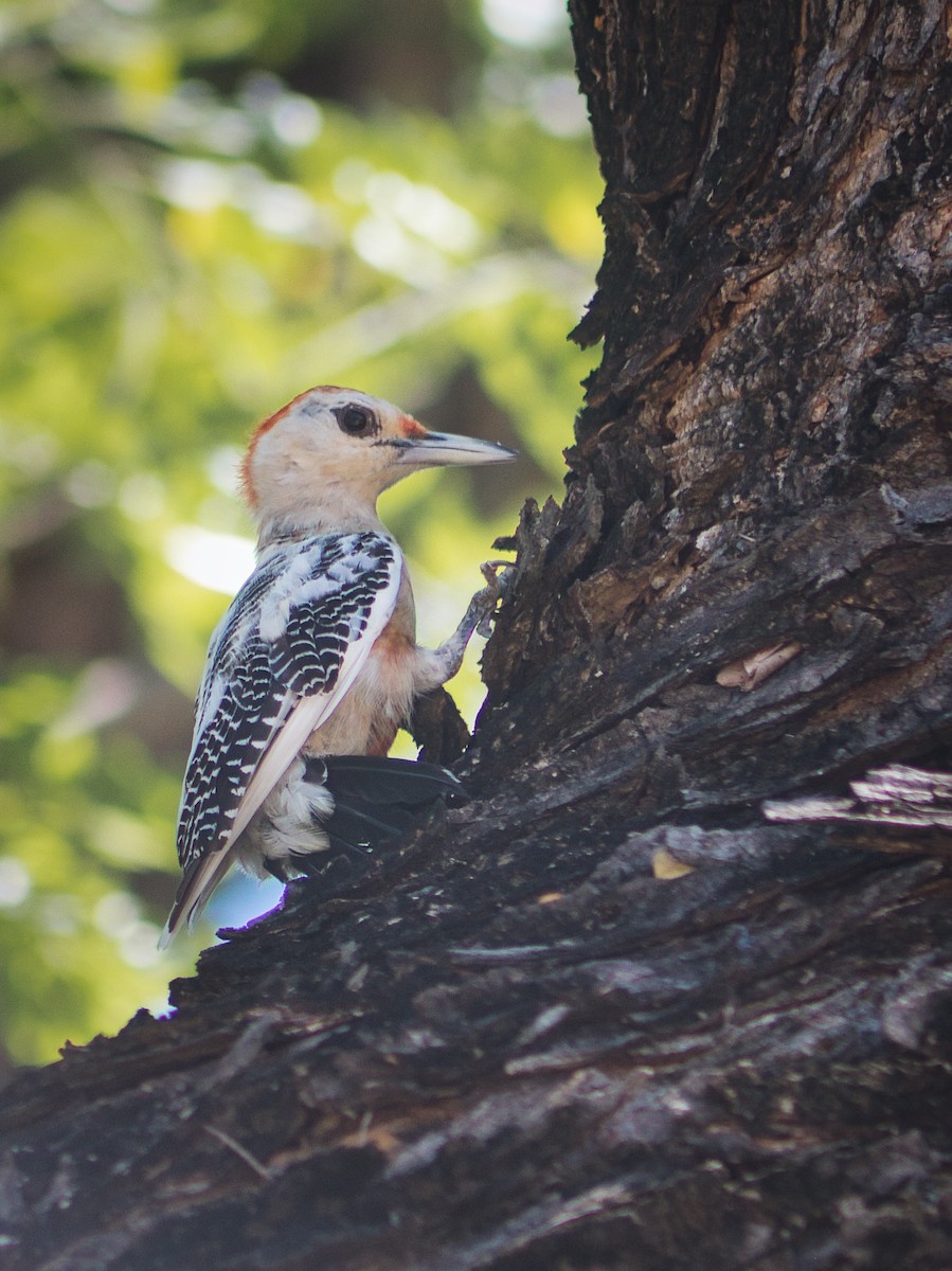 Golden-fronted Woodpecker - ML631645075
