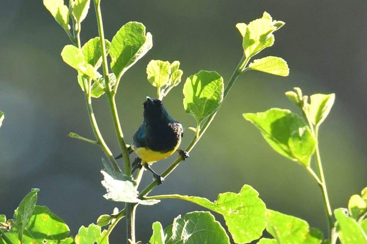 Variable Sunbird - ML631645082