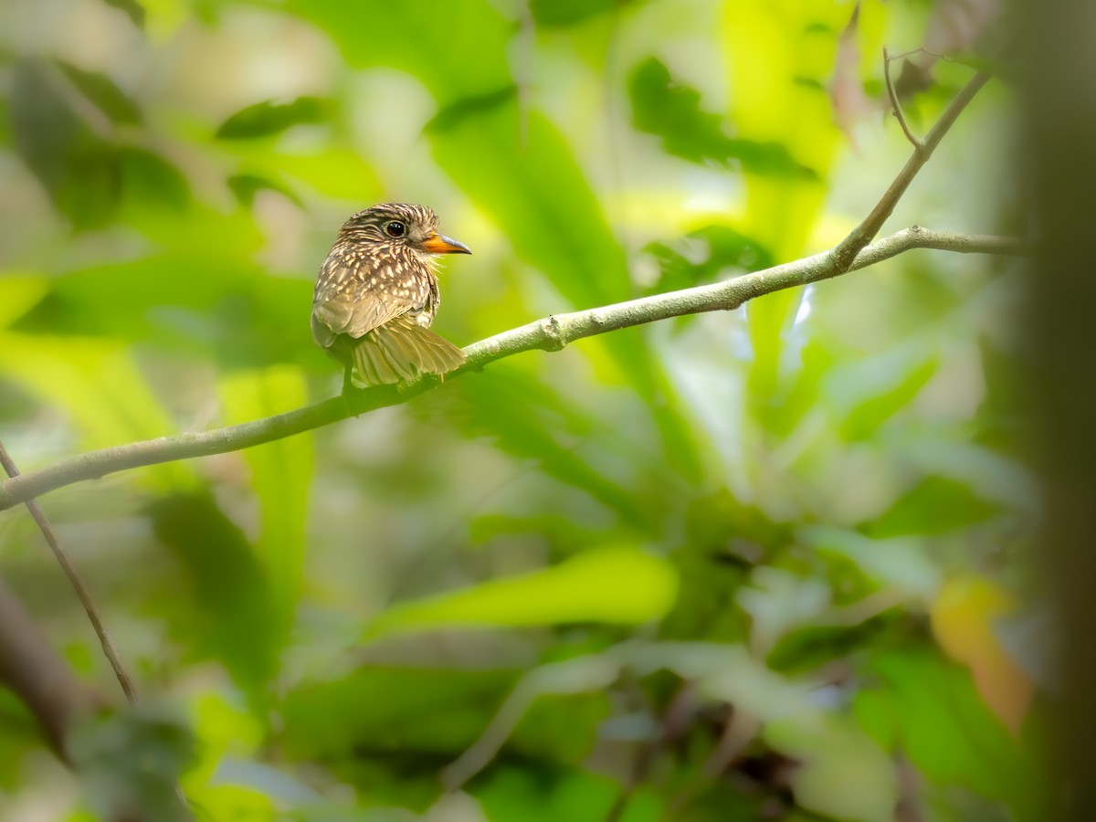 White-chested Puffbird - ML631645102