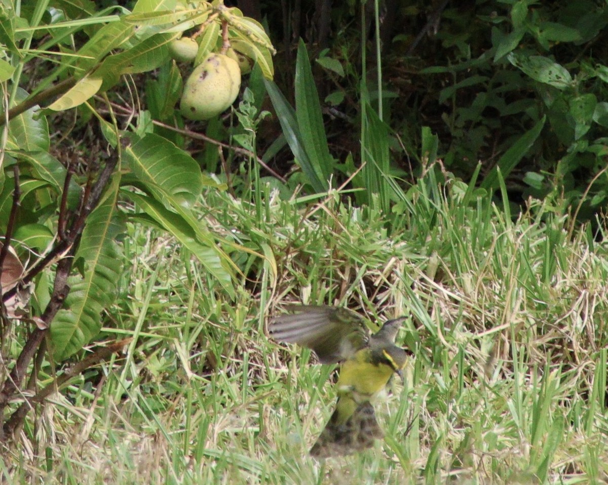 Yellow-browed Tyrant - ML631645146