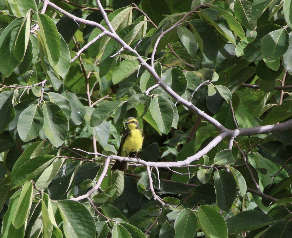 Yellow-browed Tyrant - ML631645147