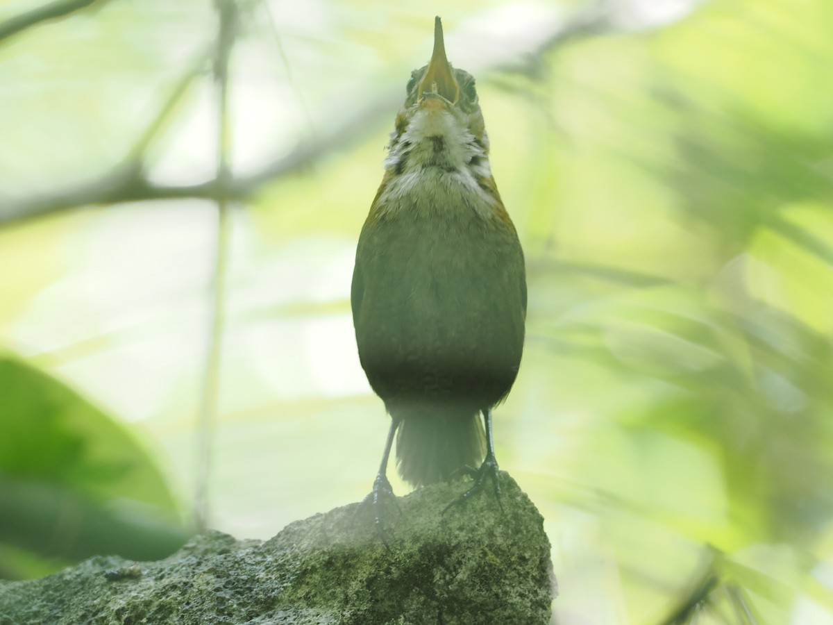 Nava's Wren - ML631645154