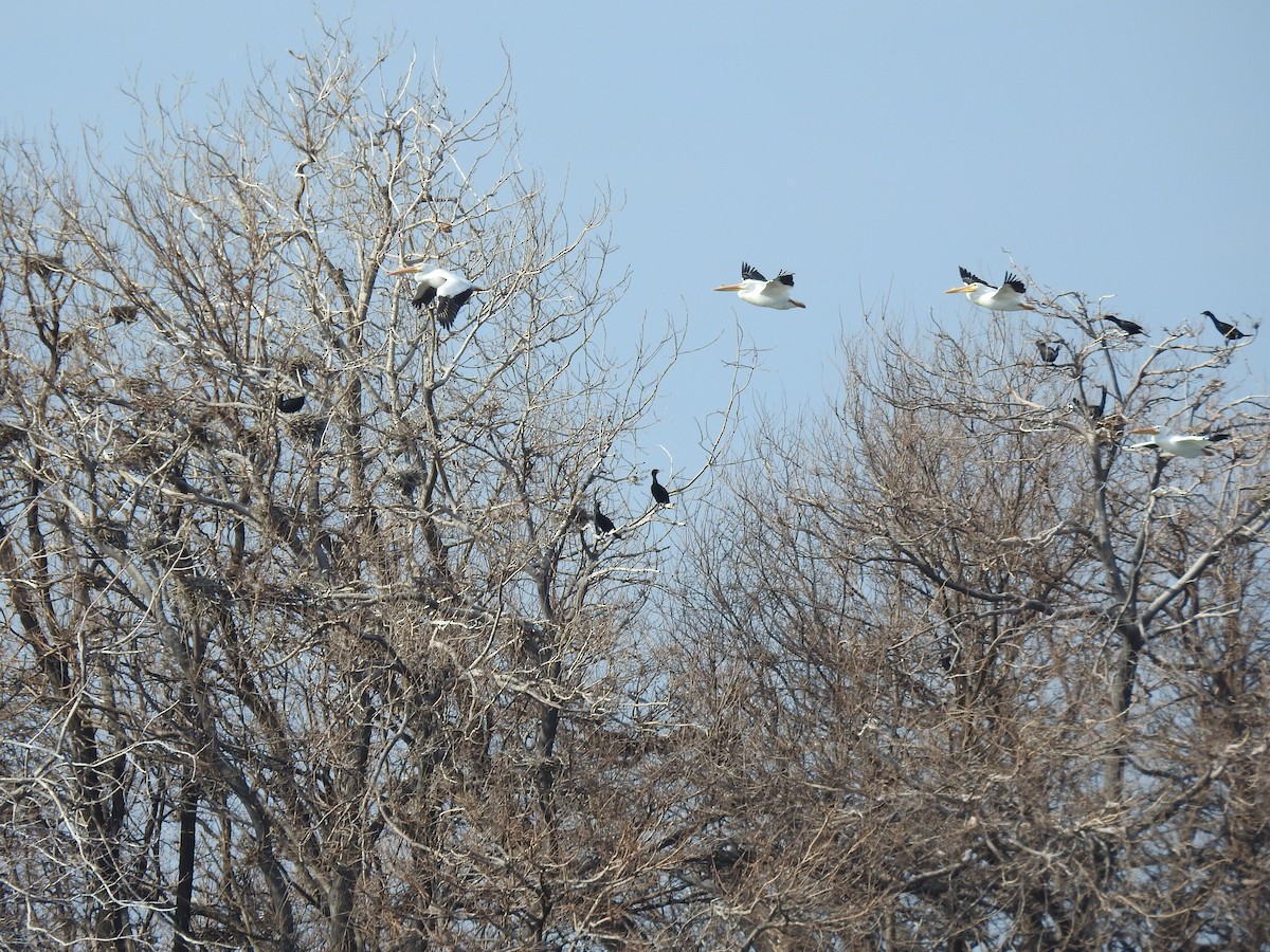 American White Pelican - ML631645336