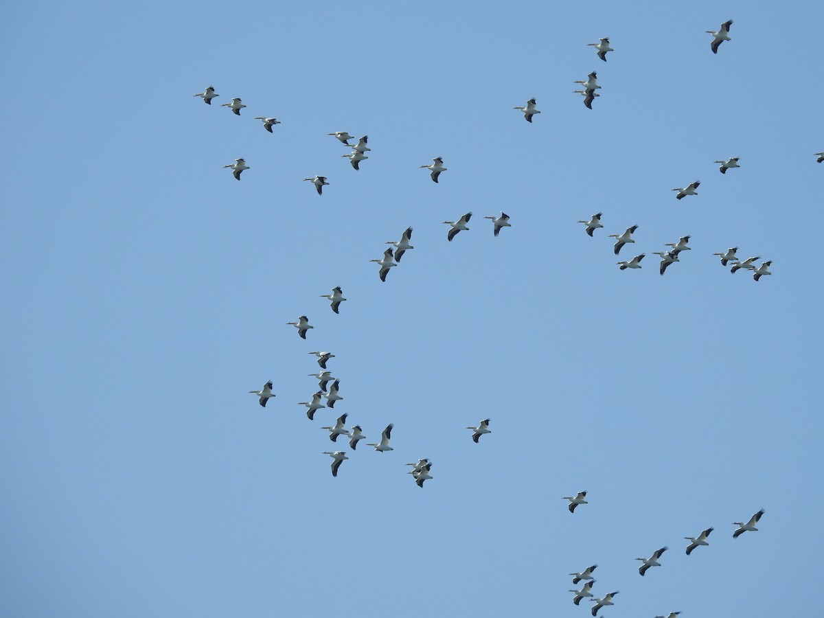 American White Pelican - ML631645349