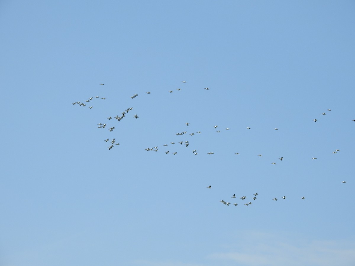 American White Pelican - ML631645373