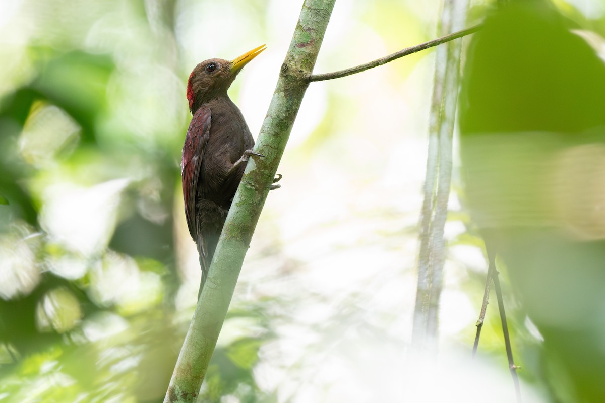 Maroon Woodpecker - ML631645456