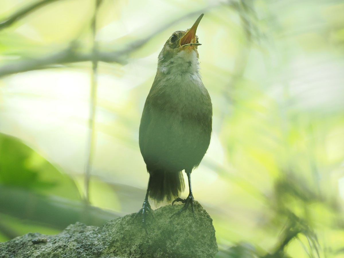 Nava's Wren - ML631645593