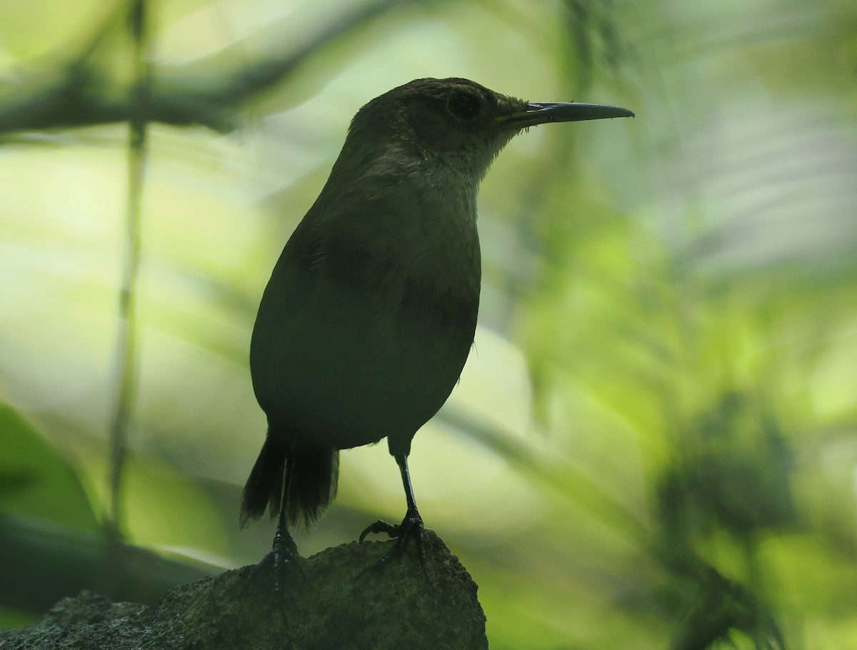 Nava's Wren - ML631645612