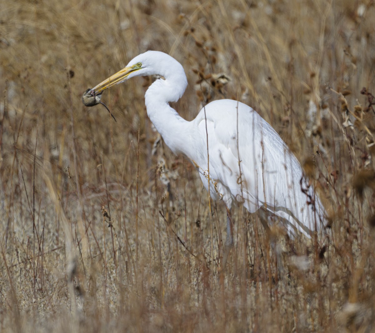 Great Egret - ML631645713