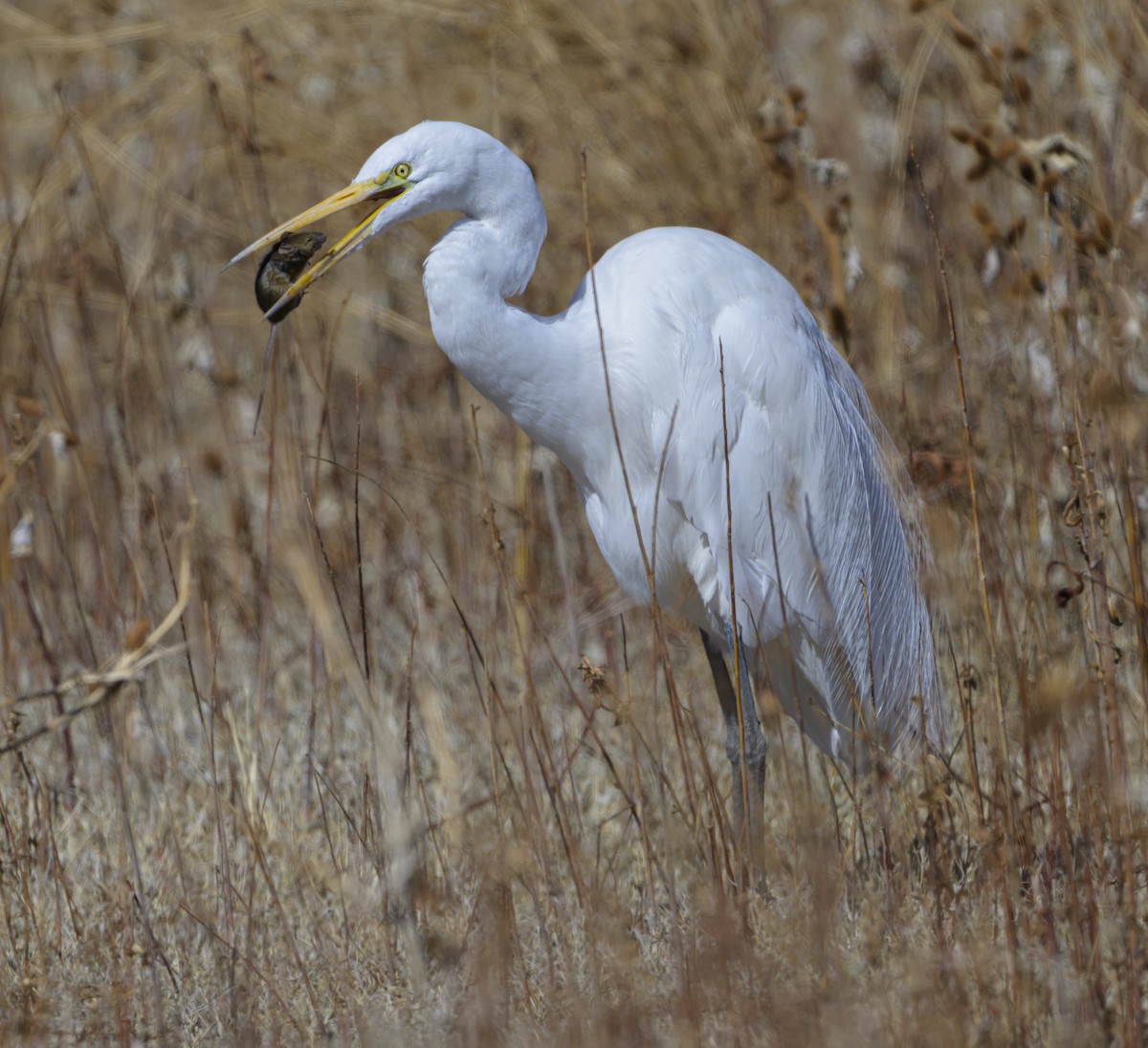 Great Egret - ML631645714