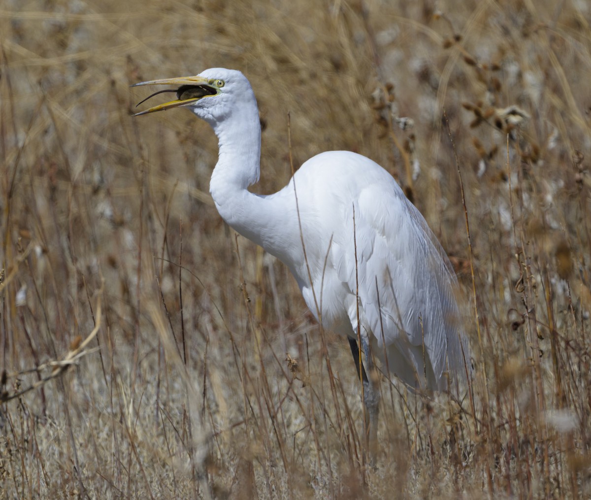 Great Egret - ML631645715