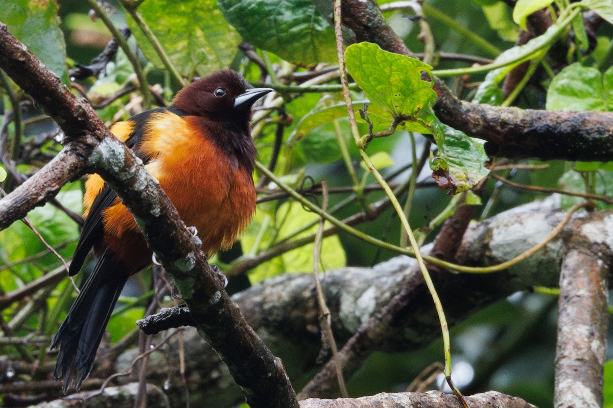 Martinique Oriole - ML631646006
