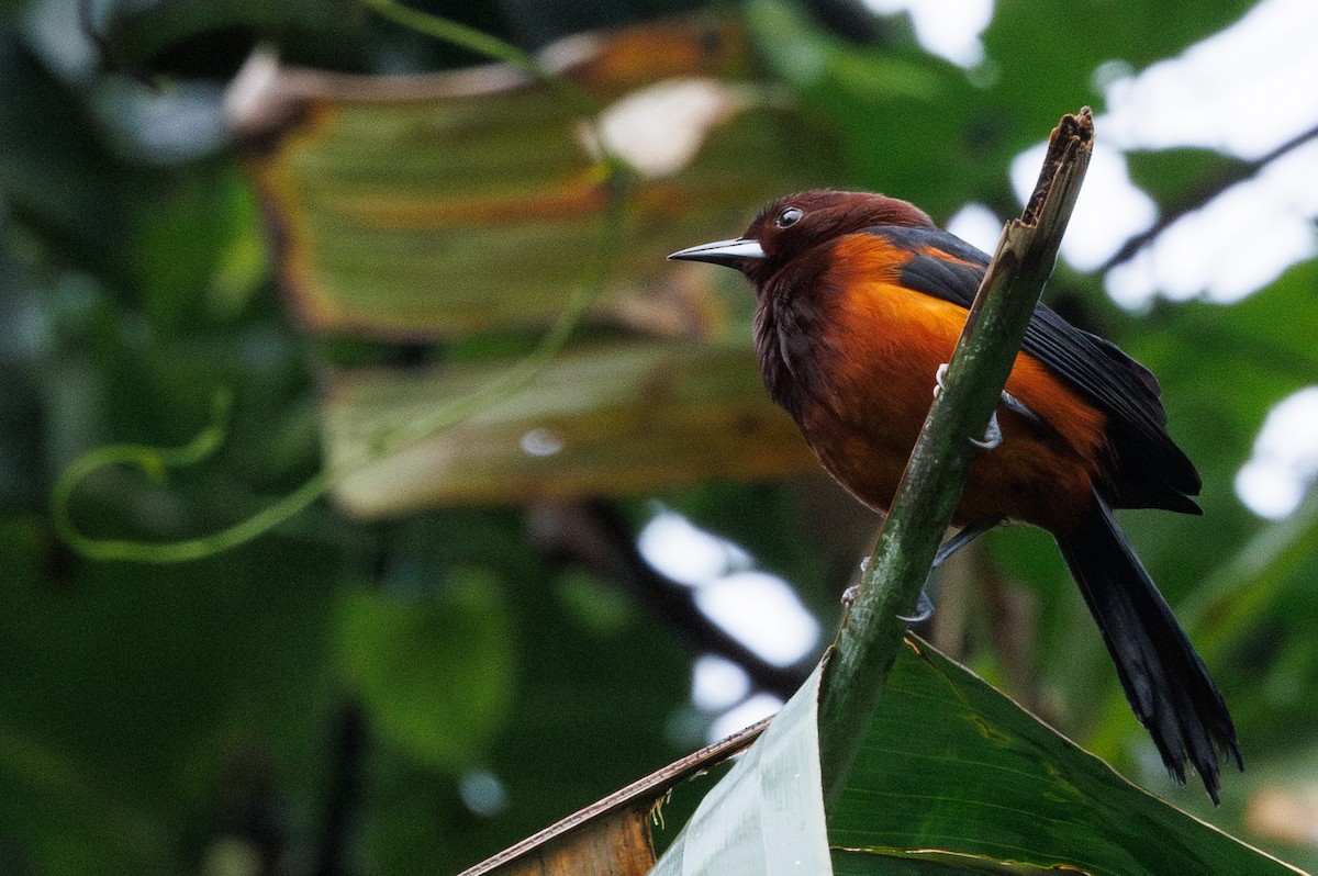Martinique Oriole - ML631646008