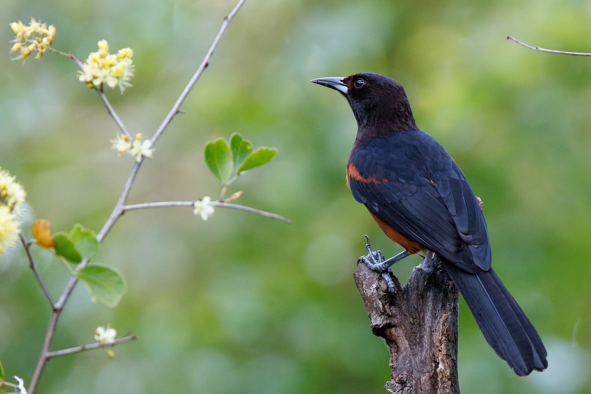 Martinique Oriole - ML631646141