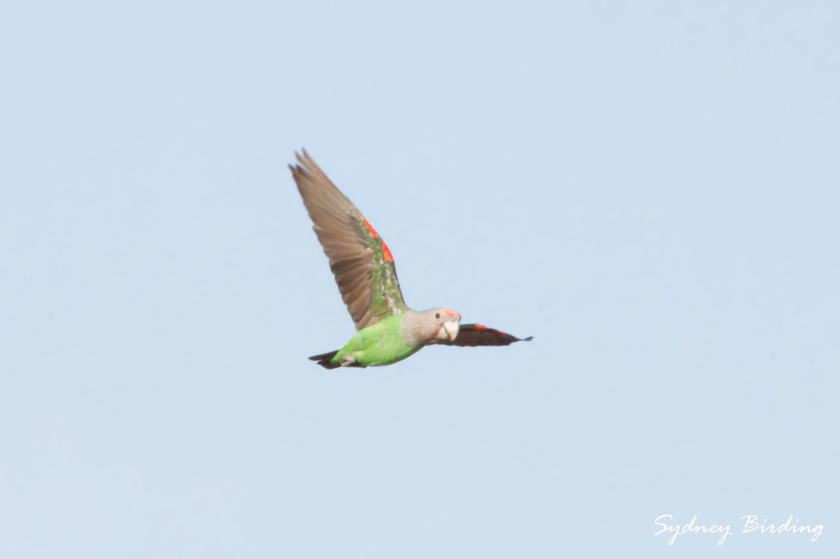 Brown-necked Parrot (Gray-headed) - ML631646287