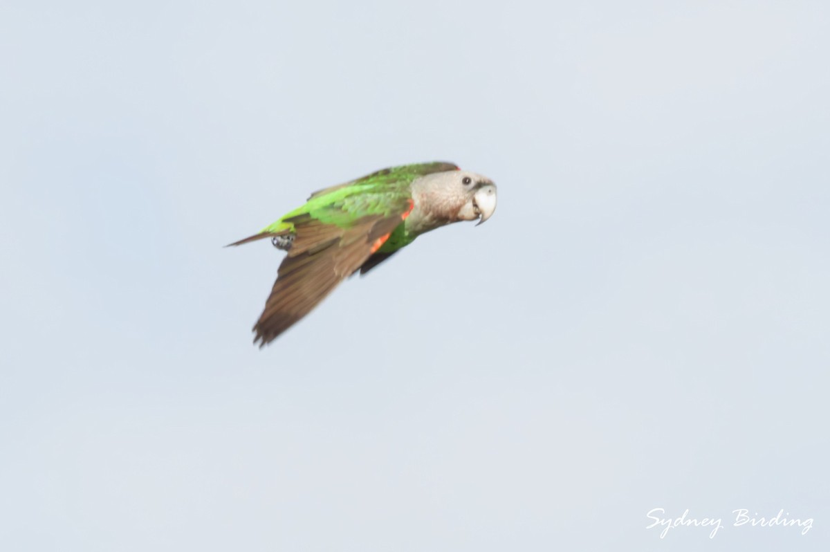 Brown-necked Parrot (Gray-headed) - ML631646288