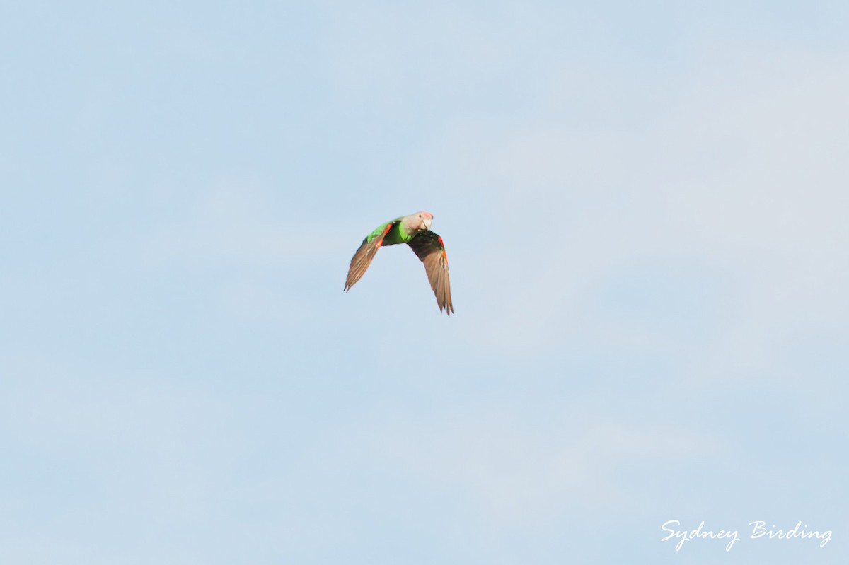 Brown-necked Parrot (Gray-headed) - ML631646289