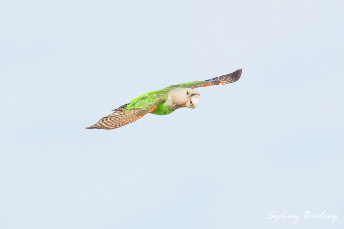 Brown-necked Parrot (Gray-headed) - ML631646290