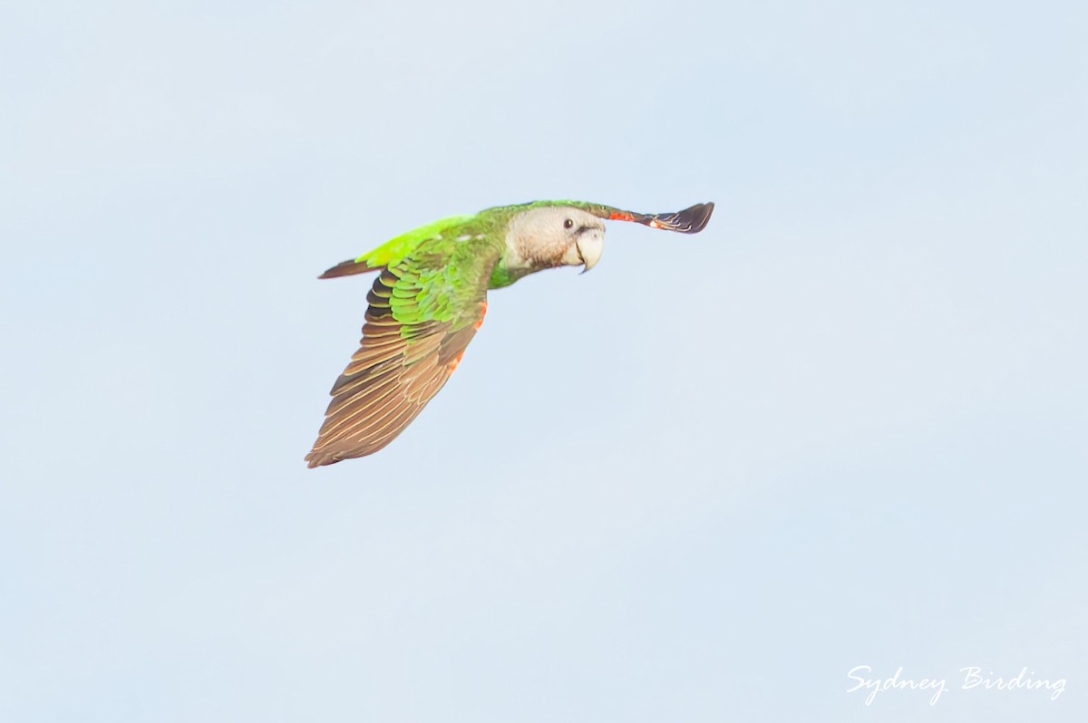 Brown-necked Parrot (Gray-headed) - ML631646291