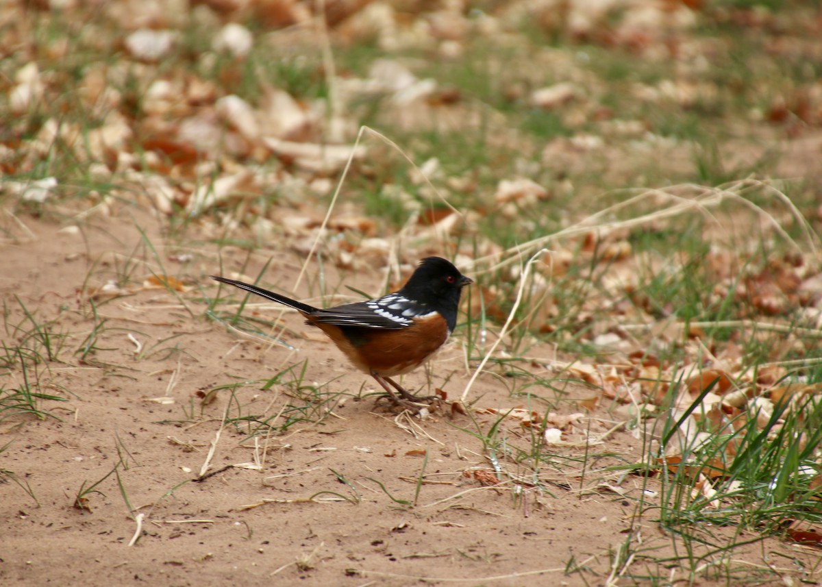 Spotted Towhee - ML631646326