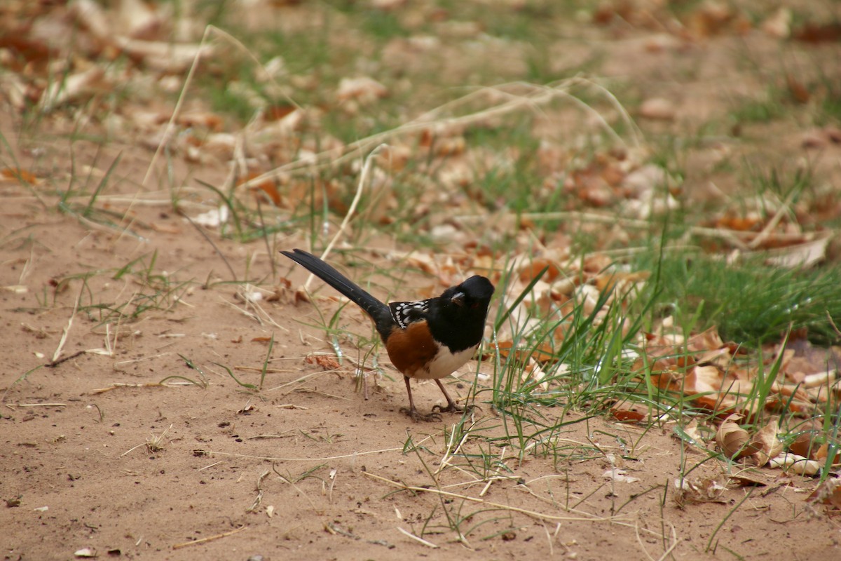 Spotted Towhee - ML631646327